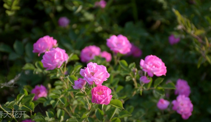 【原创】春天 花开 雏菊蒲公英 蔷薇