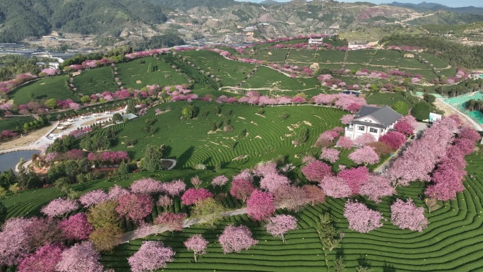 福建龙岩台品樱花茶园航拍