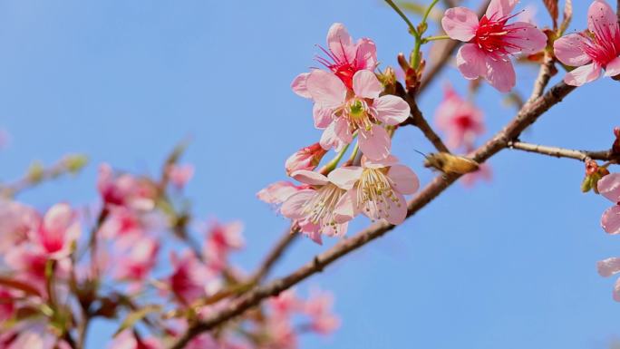 春天盛开的樱花合集