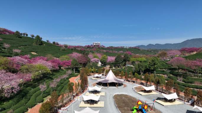 福建龙岩台品樱花茶园航拍