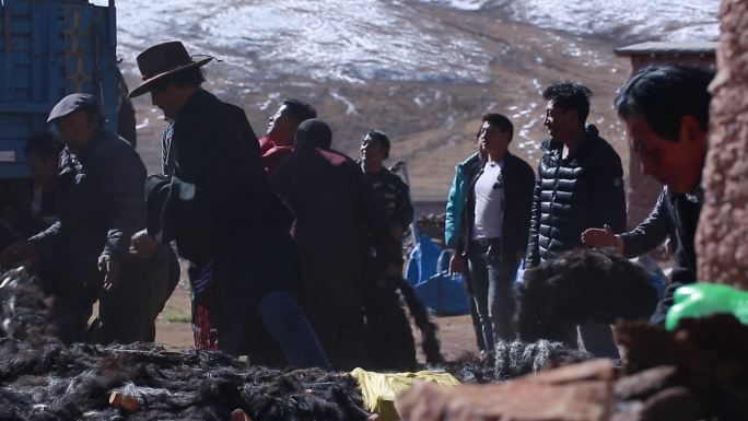 西藏牧民 牛毛回收 牛毛装车 牦牛毛