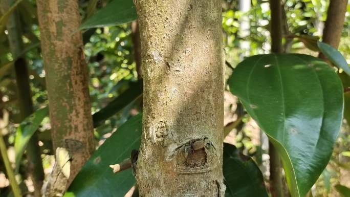 玉桂产区香料南国香都肉桂林山种植场种植园