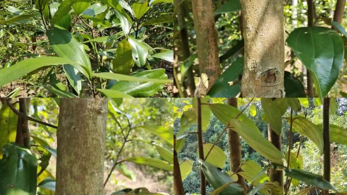 玉桂产区香料南国香都肉桂林山种植场种植园