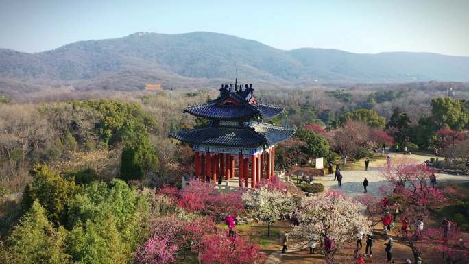 航拍南京明孝陵梅花山盛开的梅花