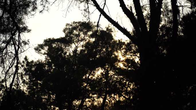 松树林树林逆光剪影树木夕阳森林夜幕降临