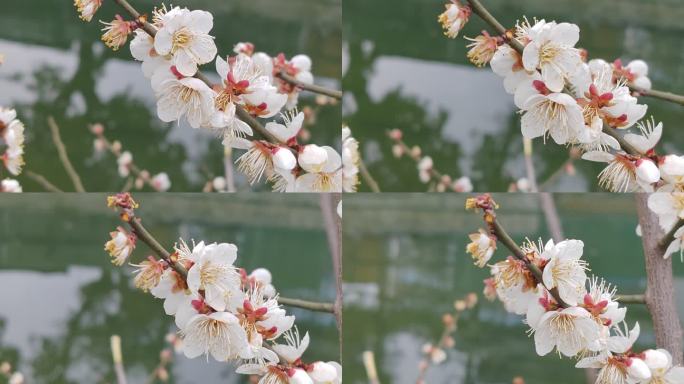 成都浣花溪公园红梅盛开