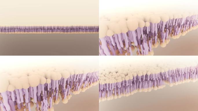 脂质双分子层三维动画