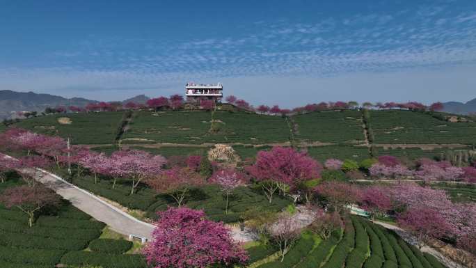 福建龙岩台品樱花茶园航拍