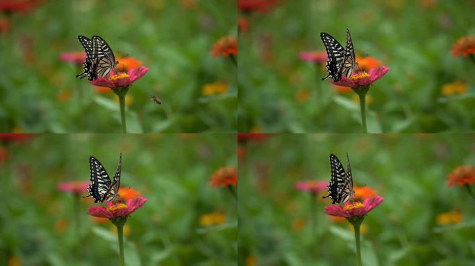 花海丛中的蝴蝶和蜜蜂同框