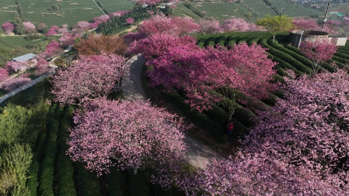 福建龙岩台品樱花茶园航拍