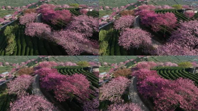 福建龙岩台品樱花茶园航拍