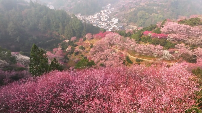 卖花渔村航拍