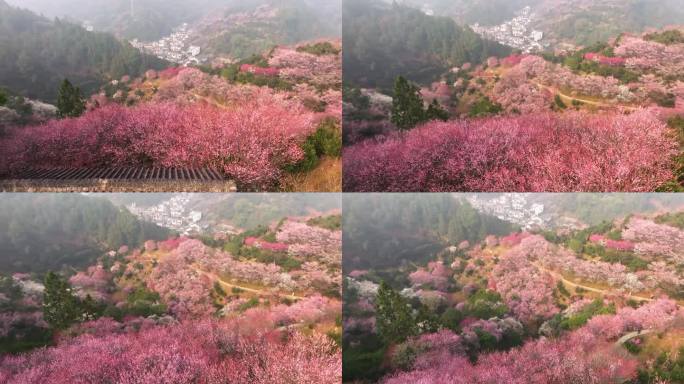 卖花渔村航拍