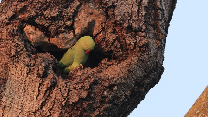 红领绿鹦鹉在巢洞口活动