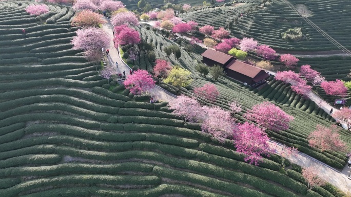 福建龙岩台品樱花茶园航拍