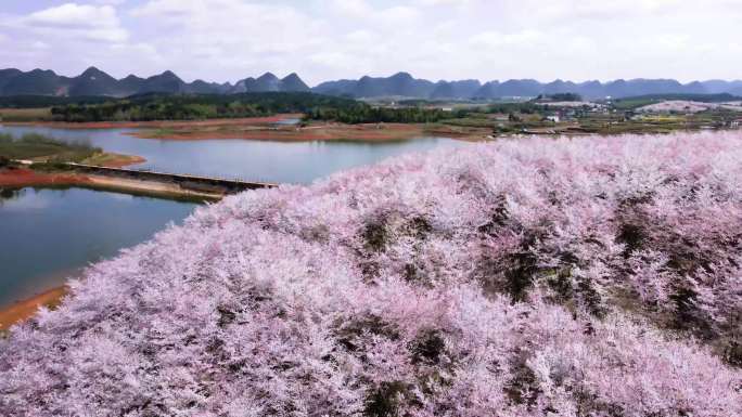 航拍平坝樱花