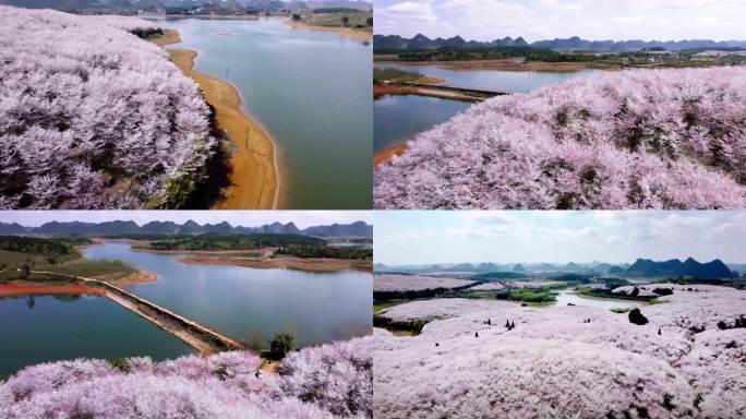 航拍平坝樱花