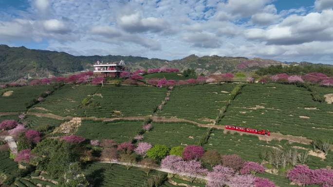 福建龙岩台品樱花茶园航拍