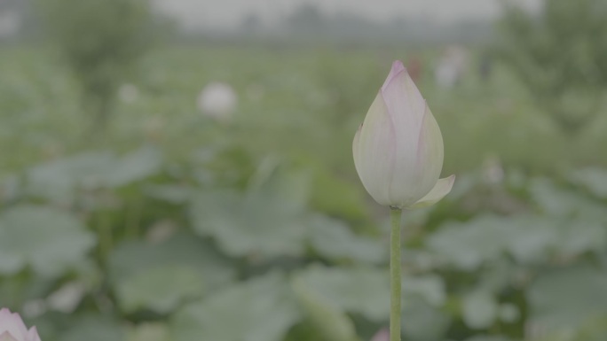 荷花 荷塘 公园 绿色 实拍