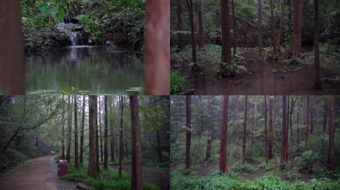 杭州西湖虎跑公园森林氧吧4K视频合集