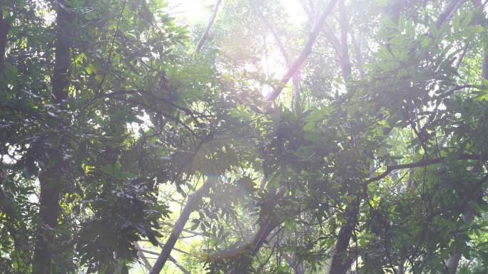 阳光穿过树叶阳光穿过树林唯美逆光森林阳光