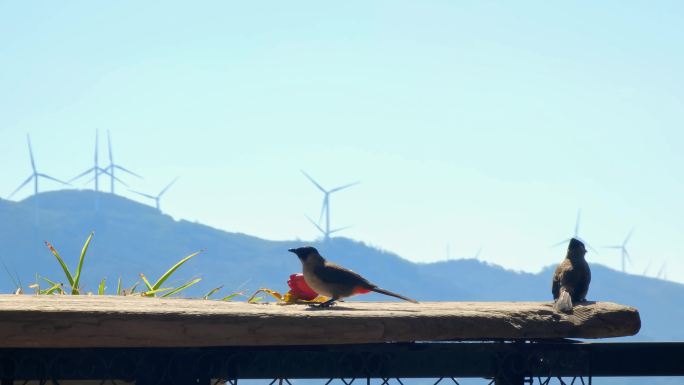 住户阳台上前来吃米的鸟和远处的发电风车
