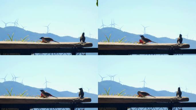 住户阳台上前来吃米的鸟和远处的发电风车