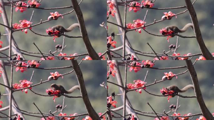 松鼠采食木棉花花蜜