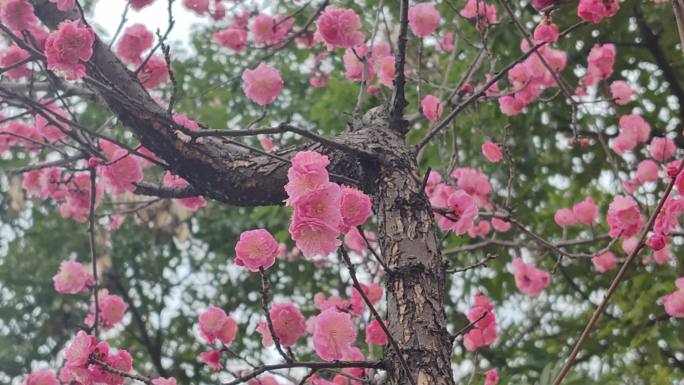 成都浣花溪公园红梅盛开