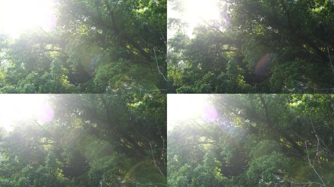 阳光穿过树叶阳光穿过树林唯美逆光森林阳光