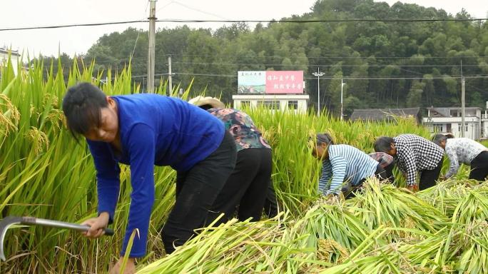 秋收时节农村农民庆祝丰收割水稻比赛活动
