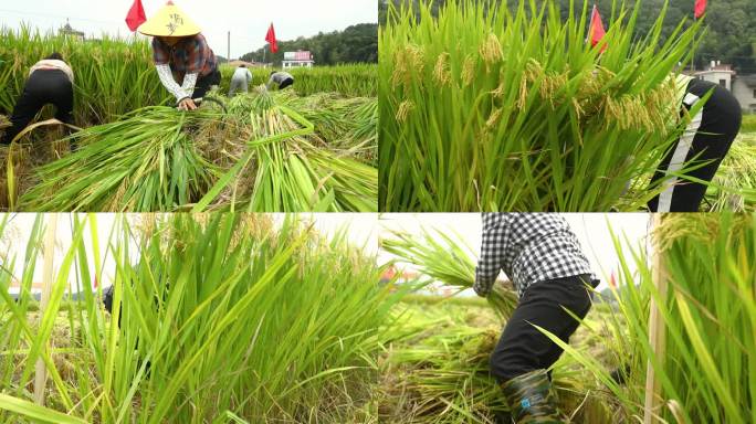 秋收时节农村农民庆祝丰收割水稻比赛活动