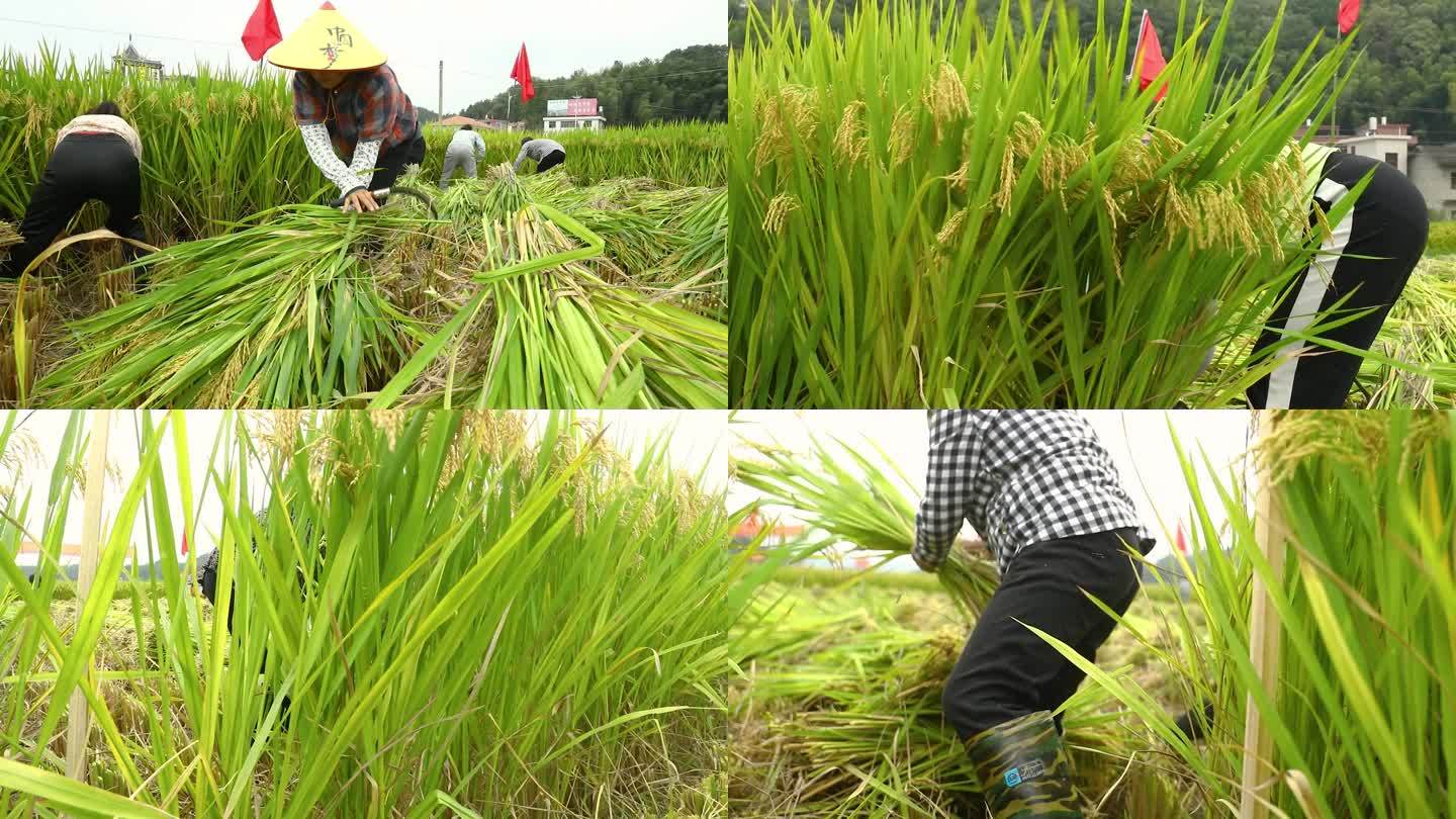 秋收时节农村农民庆祝丰收割水稻比赛活动
