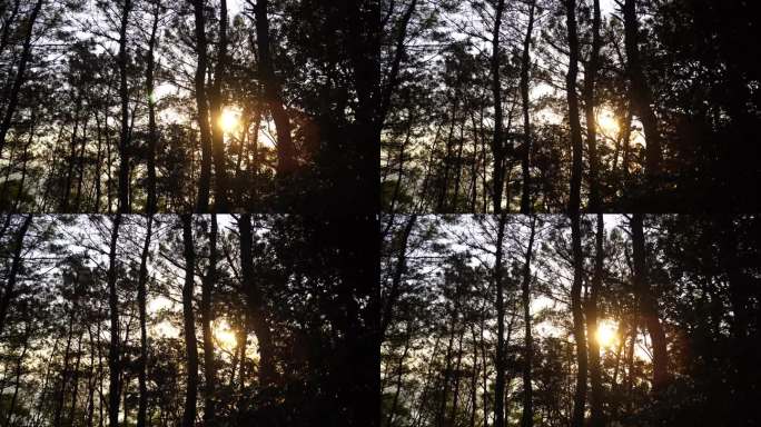 松树林树林逆光剪影树木夕阳森林夜幕降临