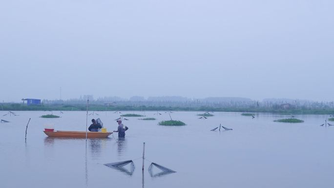 鲜活小龙虾