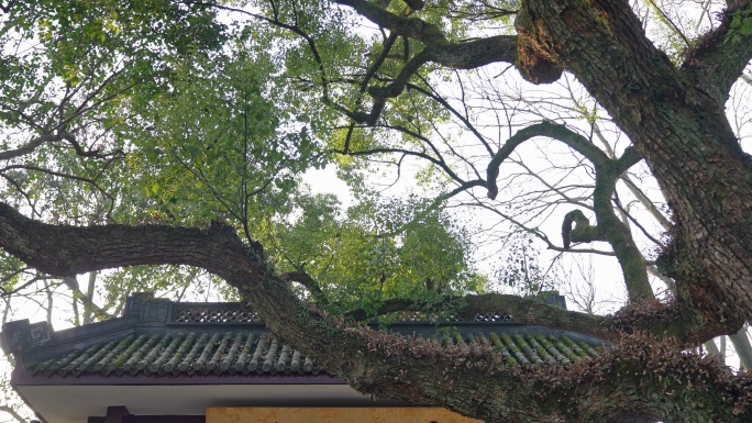 杭州灵隐寺 正门牌匾  寺庙