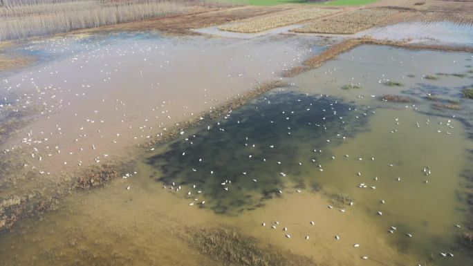 航拍：黄河湿地天鹅栖息
