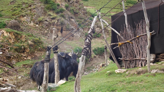 黑帐篷 牧民生活 西藏黑牦牛高原牧区帐篷