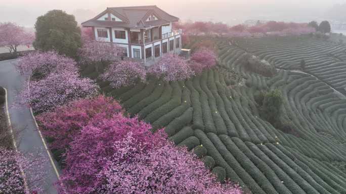 福建龙岩台品樱花茶园航拍