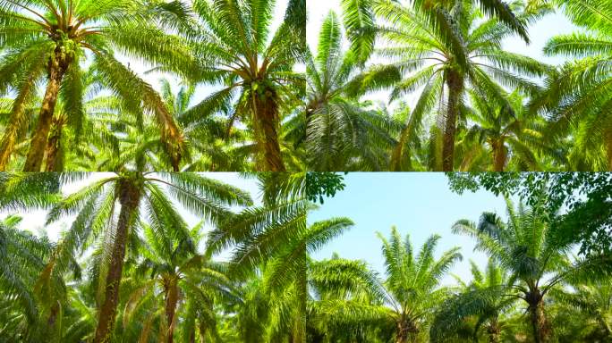 泰国椰林棕榈实拍4K