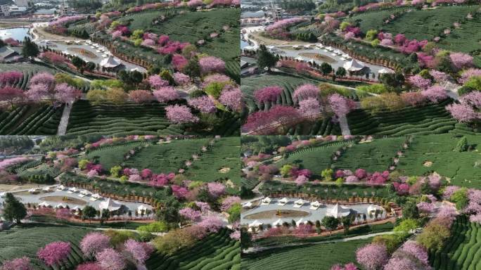 福建龙岩台品樱花茶园航拍