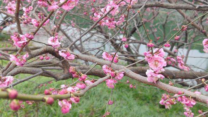 成都浣花溪公园红梅盛开