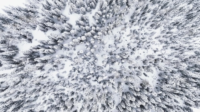 俯视冬天积雪的树木森林