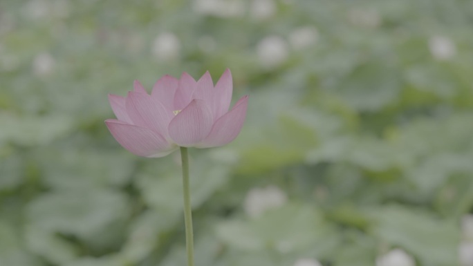 荷花 荷塘 公园 绿色 实拍