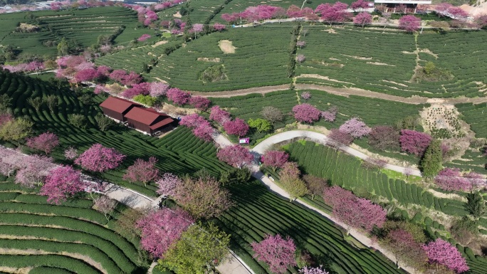 福建龙岩台品樱花茶园航拍