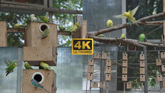 4K动物园鹦鹉视频素材