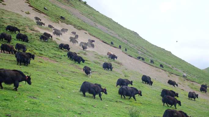 黑牦牛 白牦牛 高原物种 野生牦牛