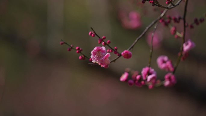 4k高清相机摄摄红梅花特写