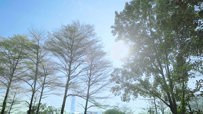 4K-广州早晨阳光树叶广州塔背景