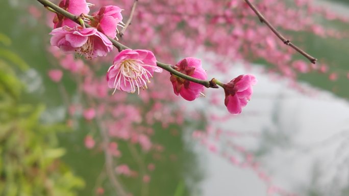 成都浣花溪公园红梅盛开